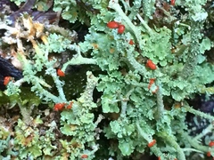 Cladonia umbricola