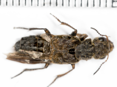 Ontholestes tessellatus