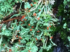 Cladonia umbricola