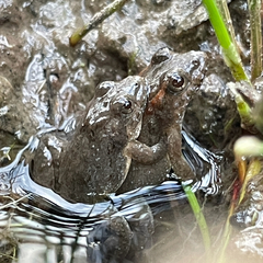 Cope's Swamp Frog photo 3