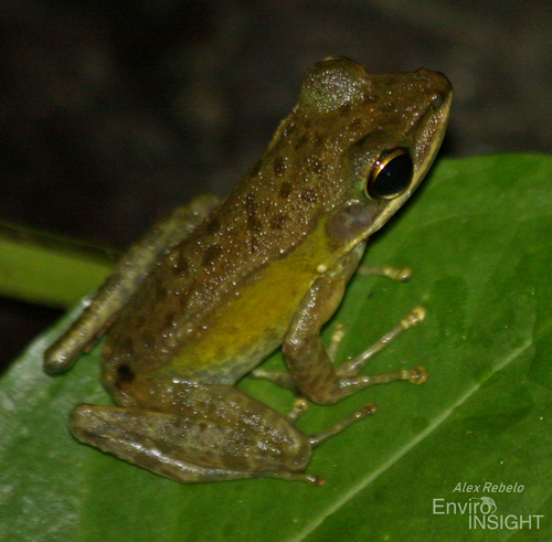 Lesser White-Lipped Frog