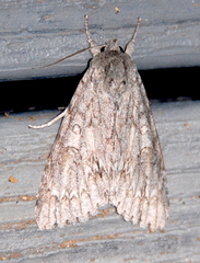 Acronicta americana