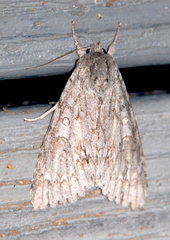 Acronicta americana