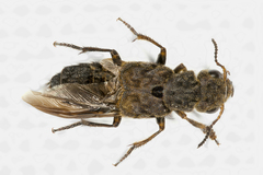 Ontholestes tessellatus