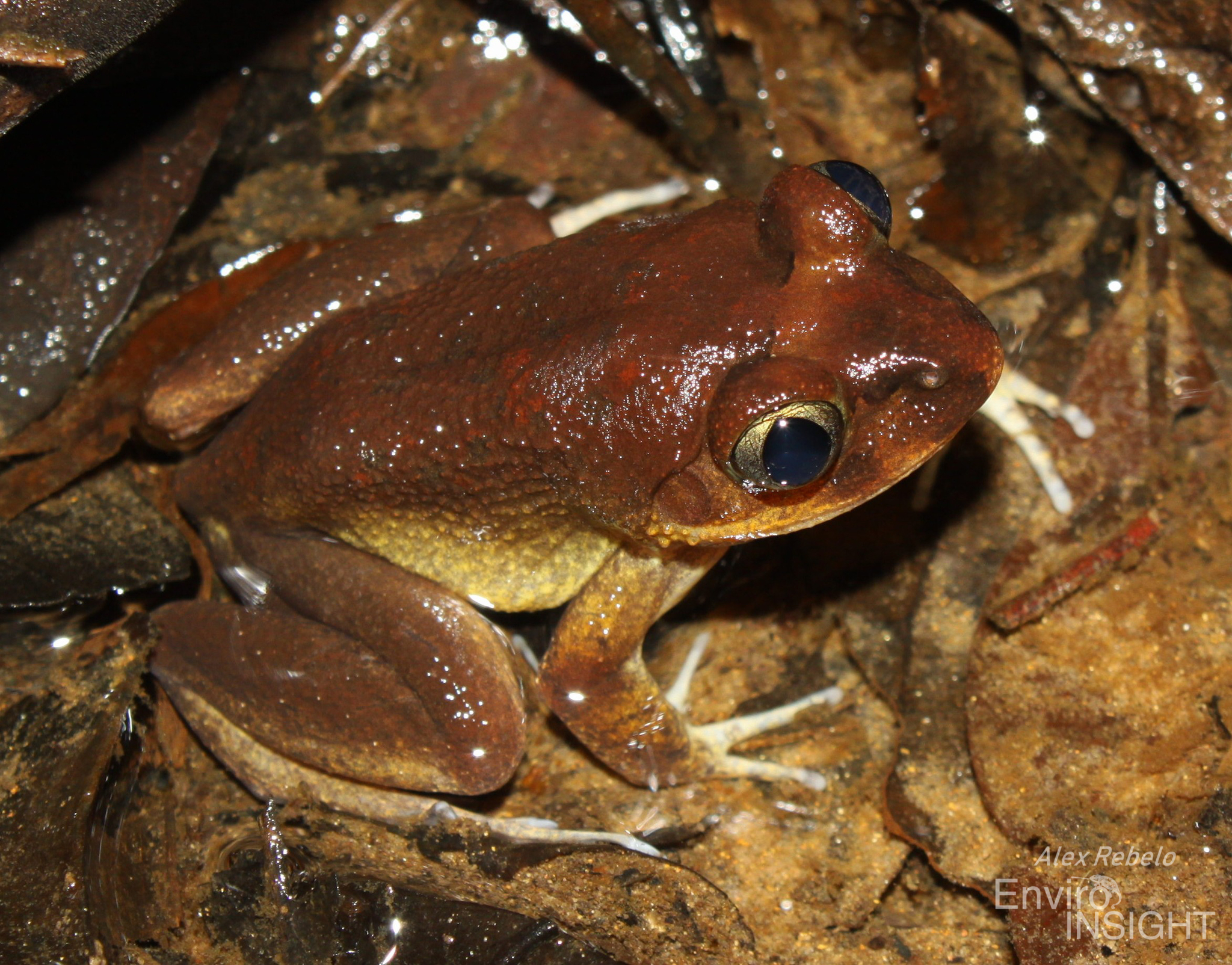 Astylosternus occidentalis Parker, 1931