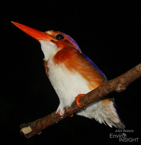 White-bellied Kingfisher