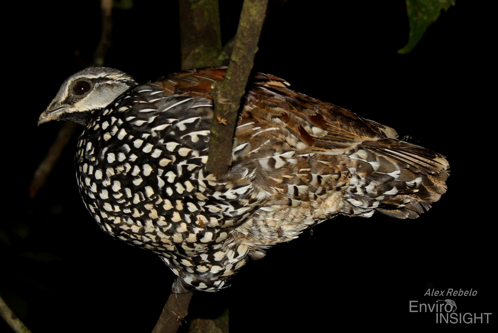 Latham's Francolin