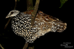 Latham's Francolin photo 1
