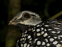 Latham's Francolin photo 2