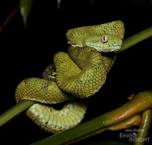 Green Bush Viper