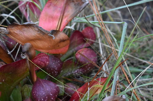 Image of Sarracenia psittacina by (c) Kristály Cravens-Liszak, some rights reserved (CC BY)