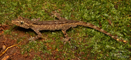 Slender Forest Gecko