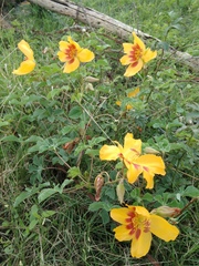 Cochlospermum wrightii