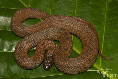 Photo of a African Brown Water Snake (Afronatrix anoscopus)