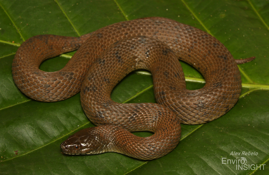 African Brown Water Snake