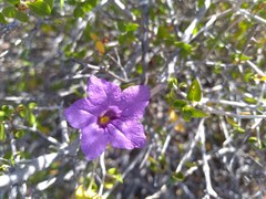 Ruellia californica peninsularis