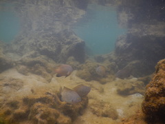 Plectroglyphidodon marginatus