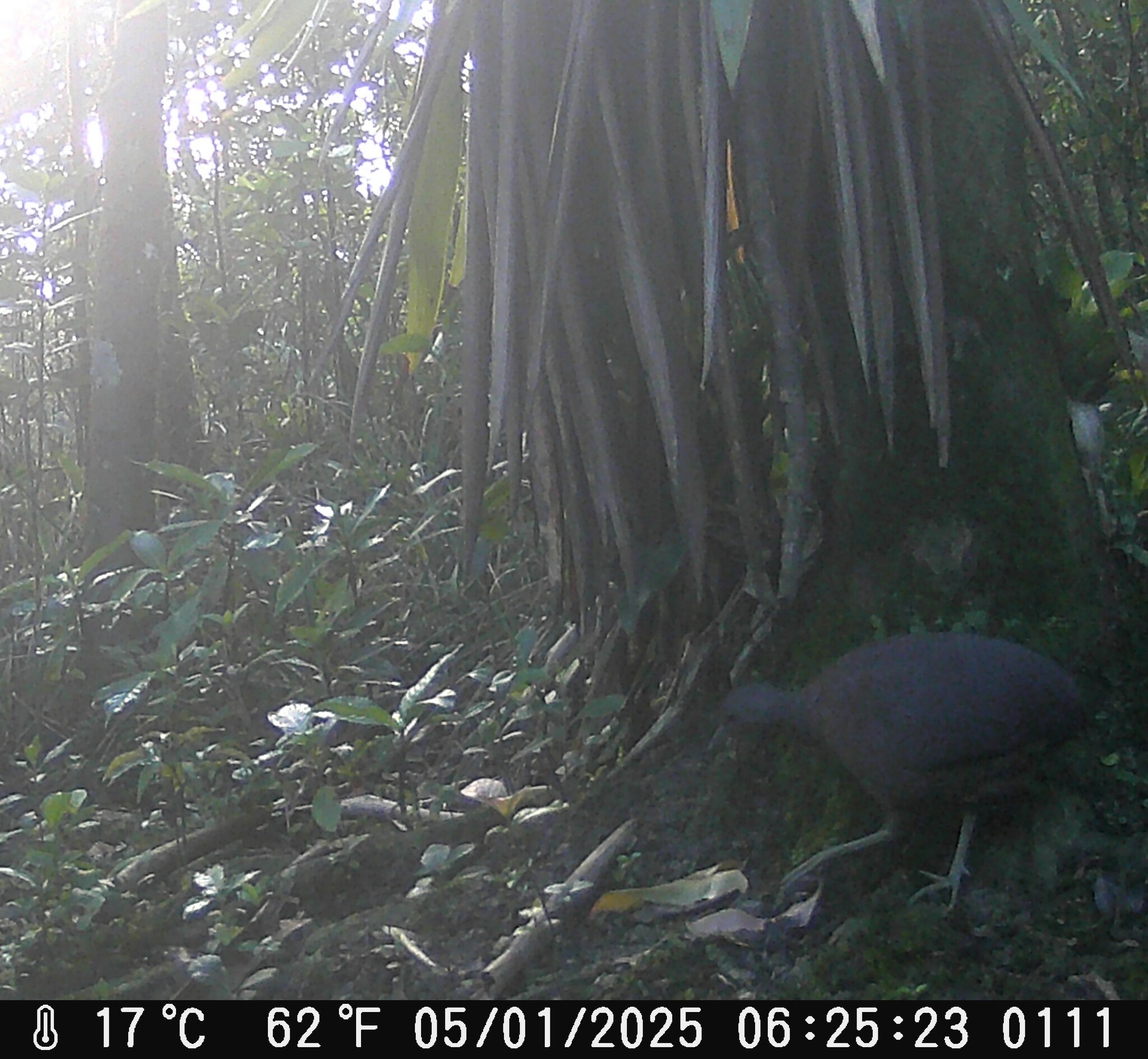 Brown Tinamou (Crypturellus obsoletus), photo 3