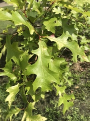 Quercus texana