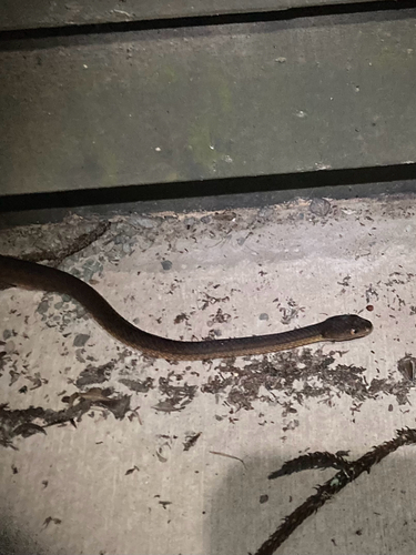 Brown Tree Snake sighting