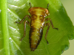 Rhytidodus