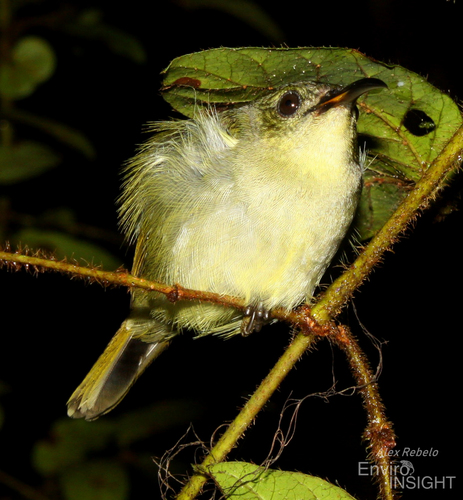 Olive Sunbird