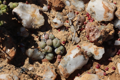 Conophytum minutum
