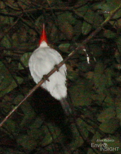 Chocolate-backed Kingfisher