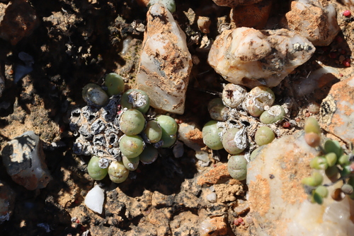 Conophytum minutum