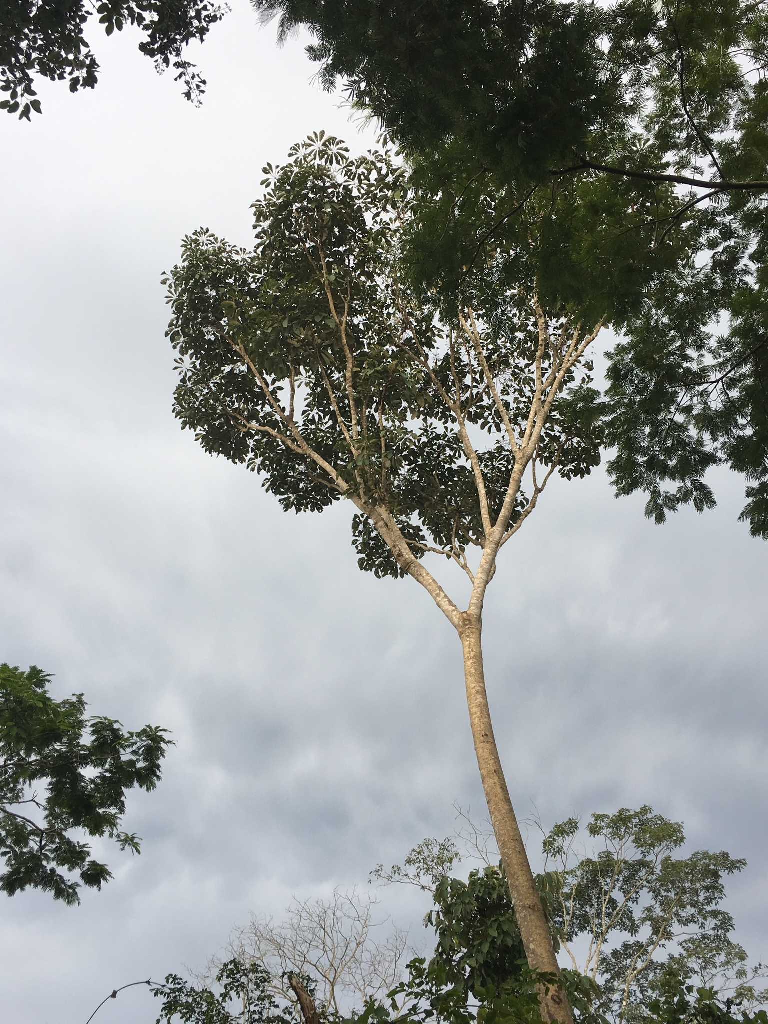 Didymopanax morototoni