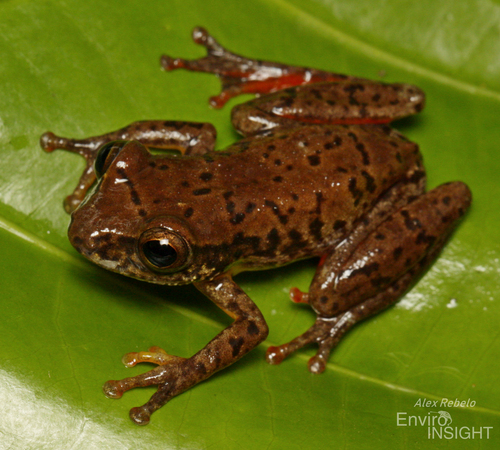 Variable Reed Frog