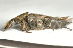 Ontholestes tessellatus