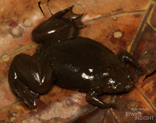 Tropical Clawed Frog