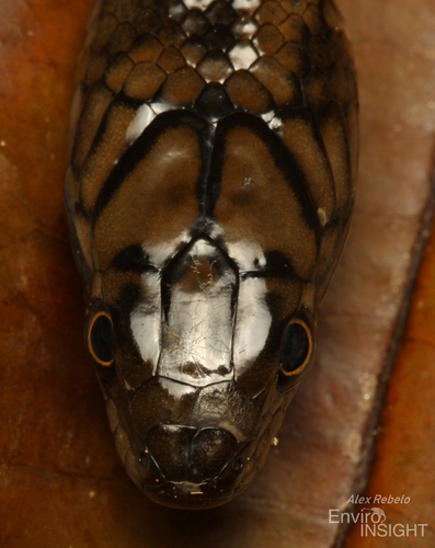 Smith's African Water Snake
