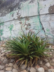 Hohenbergia catingae