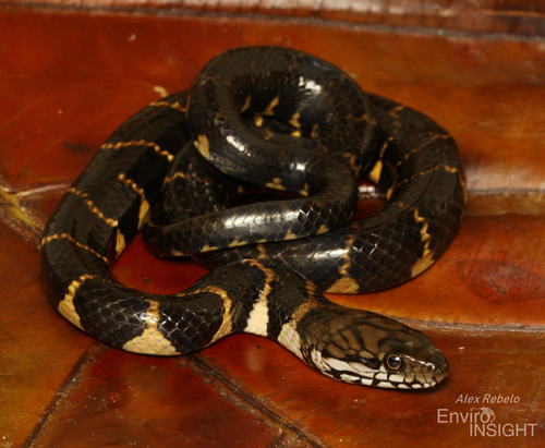 Smith's African Water Snake