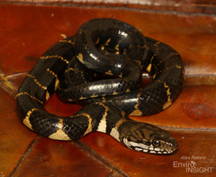 Smith's African Water Snake photo 2