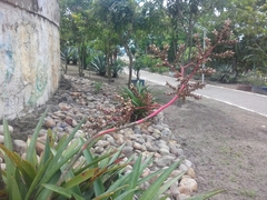 Hohenbergia catingae