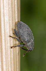 Pseudorchestes ermischi