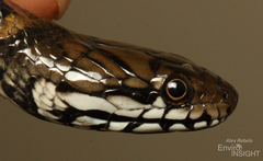 Smith's African Water Snake photo 3
