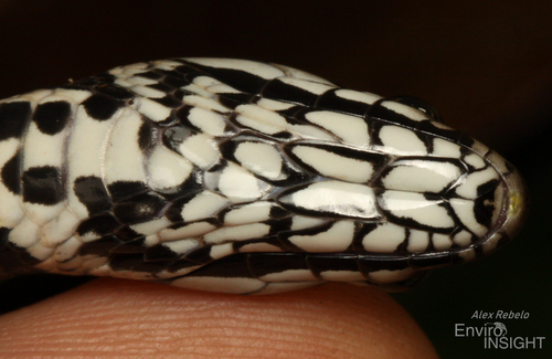 Smith's African Water Snake