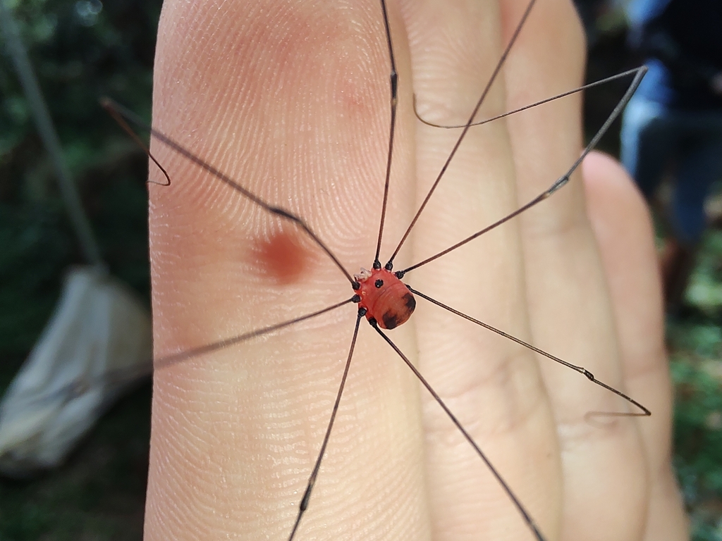 daddy longlegs
