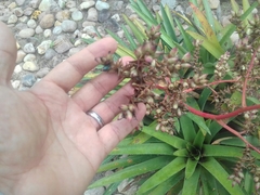 Hohenbergia catingae