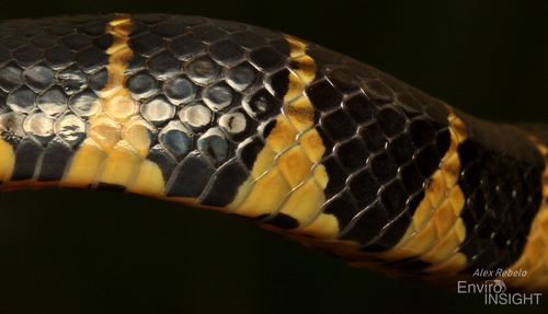 Smith's African Water Snake