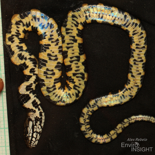 Smith's African Water Snake