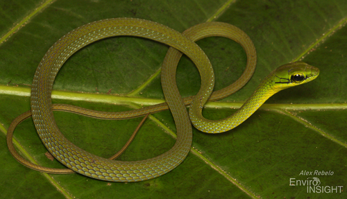 Emerald Snake