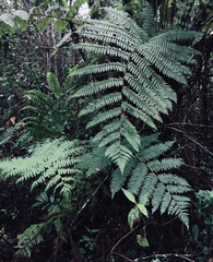 Cyathea smithii