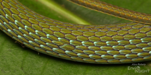 Emerald Snake