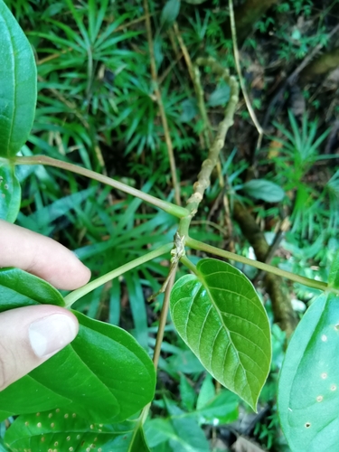Foto de Suaruba