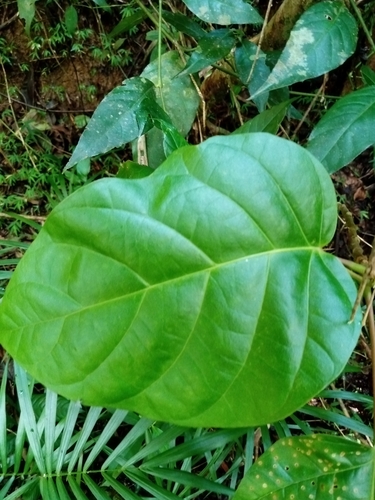 Suaruba